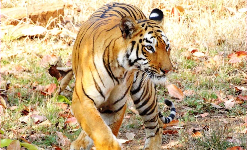  देश का पहला जानवरों के उपयोग में लाया जाने वाला समर्पित अंड... - CG Sandesh