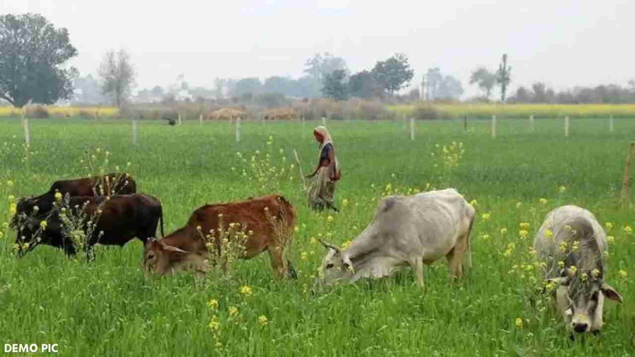 सरायपाली : पशुओं को आवारा छोड़ने की बात पर मारपीट - CG Sandesh