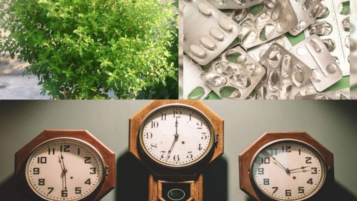 नवरात्र से पहले घर की सफाई में सिर्फ धूल पर न दें ध्यान, ये ... - CG Sandesh