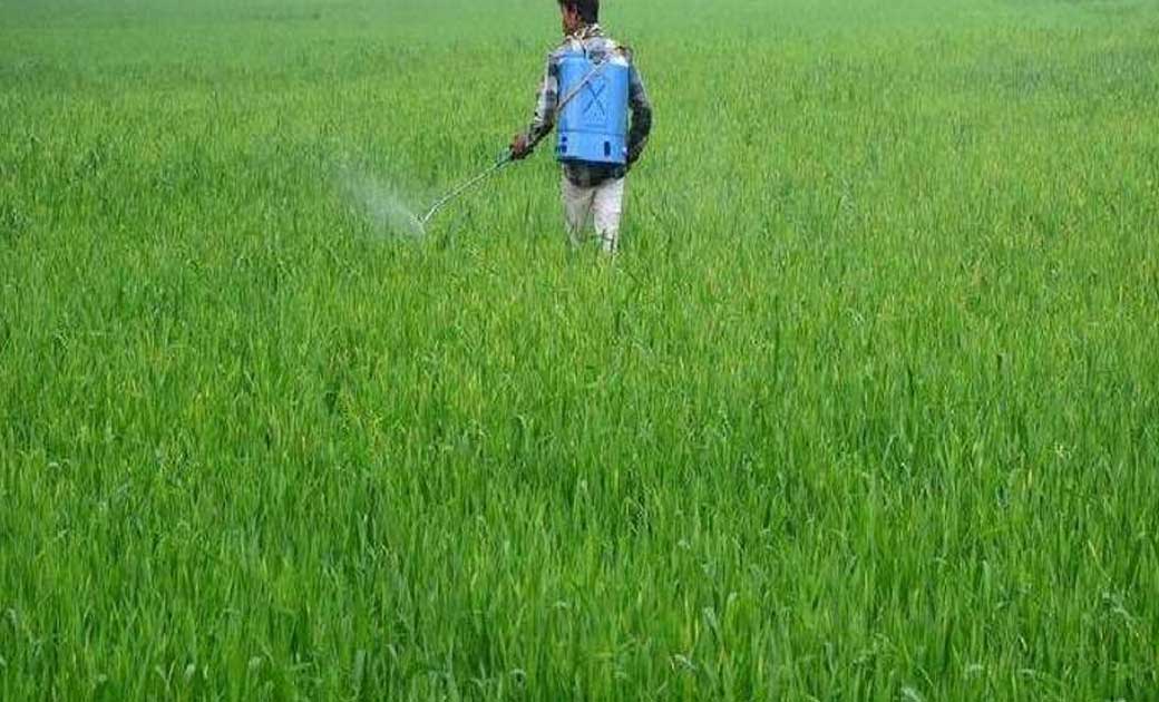46 कीटनाशी प्रतिष्ठानों को कारण बताओं नोटिस जारी - CG Sandesh