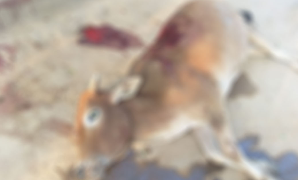 रात में गांव के गलियों से होकर गुजरे हाथी ने बैल को पटक कर म... - CG Sandesh