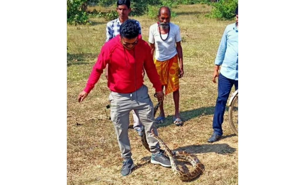 अजगर के खौफ से रुकी हुई थी धान की कटाई, चौकी प्रभारी ने संभा... - CG Sandesh