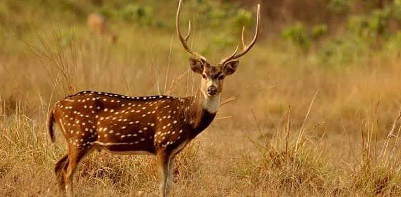 भटक कर गांव आ पहुंचे चीतल को मिला नया जीवन : वन विभाग ने जंग... - CG Sandesh