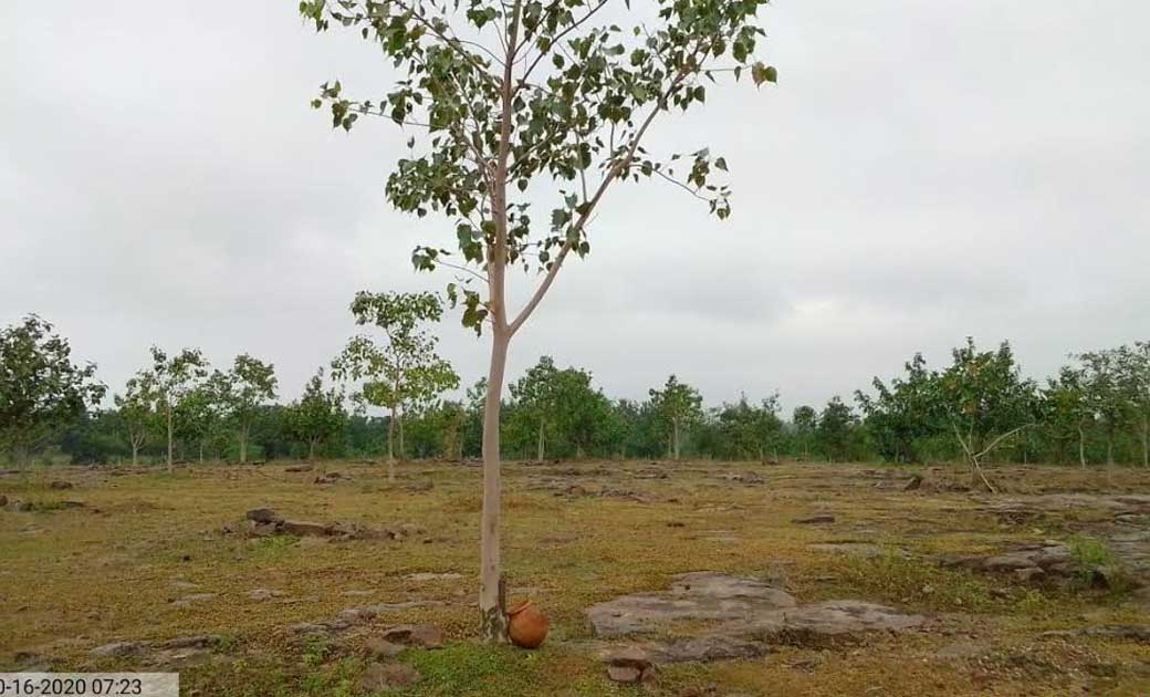 महासमुंद : सफलता की कहानी : मनरेगा श्रमिकों की मेहनत लाई रंग... - CG Sandesh
