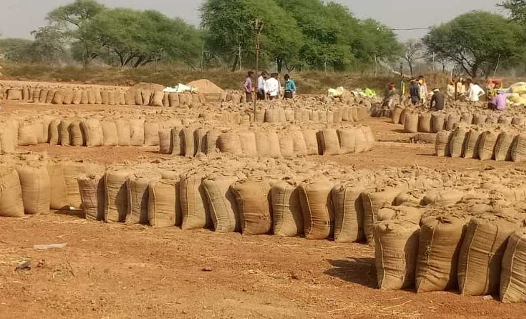 महासमुंद : जिले में अब तक 55 हजार 365 पंजीकृत किसानों से लगभ... - CG Sandesh