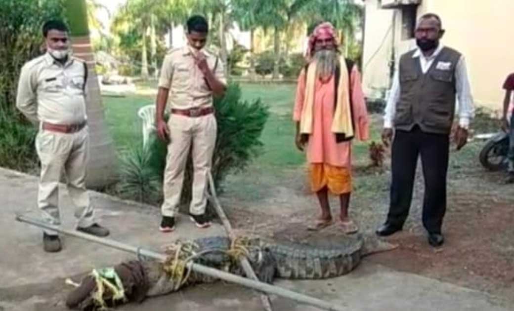 छत्तीसगढ़… जब फसल काटते वक्त खेत में अचानक आया मगरमच्छ...जानिए क्या हुआ? और कहाँ की घटना..