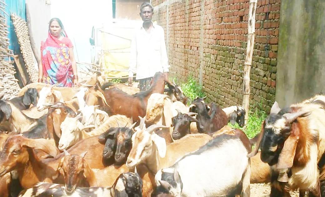 राष्ट्रीय कृषि विकास योजना के तहत रामचरण को मिला जमुनापरी नस... - CG Sandesh
