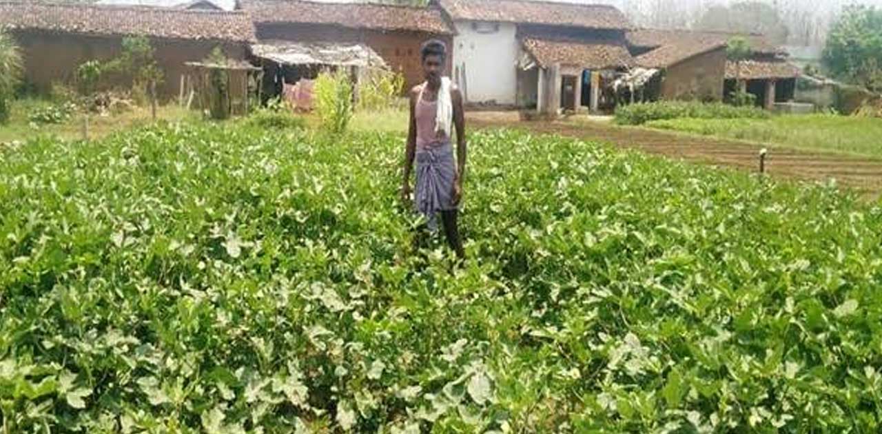 किसानों के लिए बाड़ी विकास योजना बना अतिरिक्त आय का साधन, बाड़... - CG Sandesh