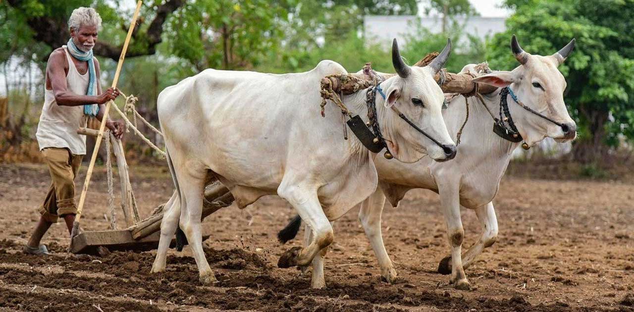 महासमुंद जिले में फसल बुआई का कार्य प्रगति पर - CG Sandesh
