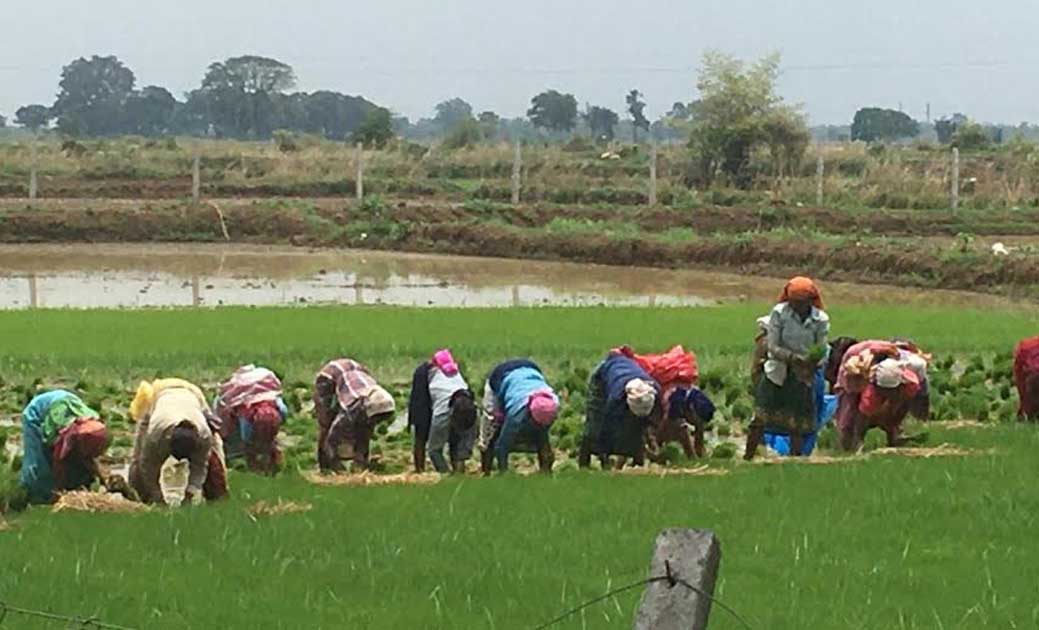 अच्छी बारिश से किसानों के खिले चेहरे, अब तक 70 फीसदी से ज्या... - CG Sandesh