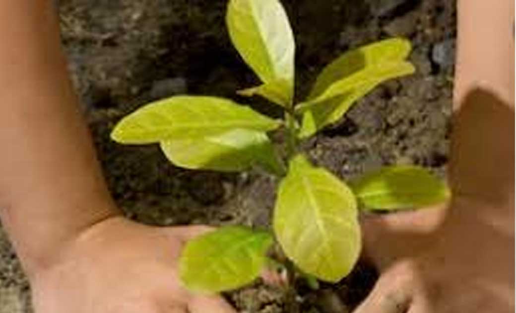 महाअभियान से हरा-भरा होगा महासमुंद :   जिले में पौने दो लाख ... - CG Sandesh