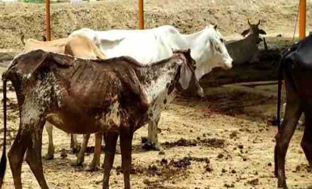 रखवार की लापरवाही से हुई पशुओं की मौत,जांच में आयी बात सामने... - CG Sandesh