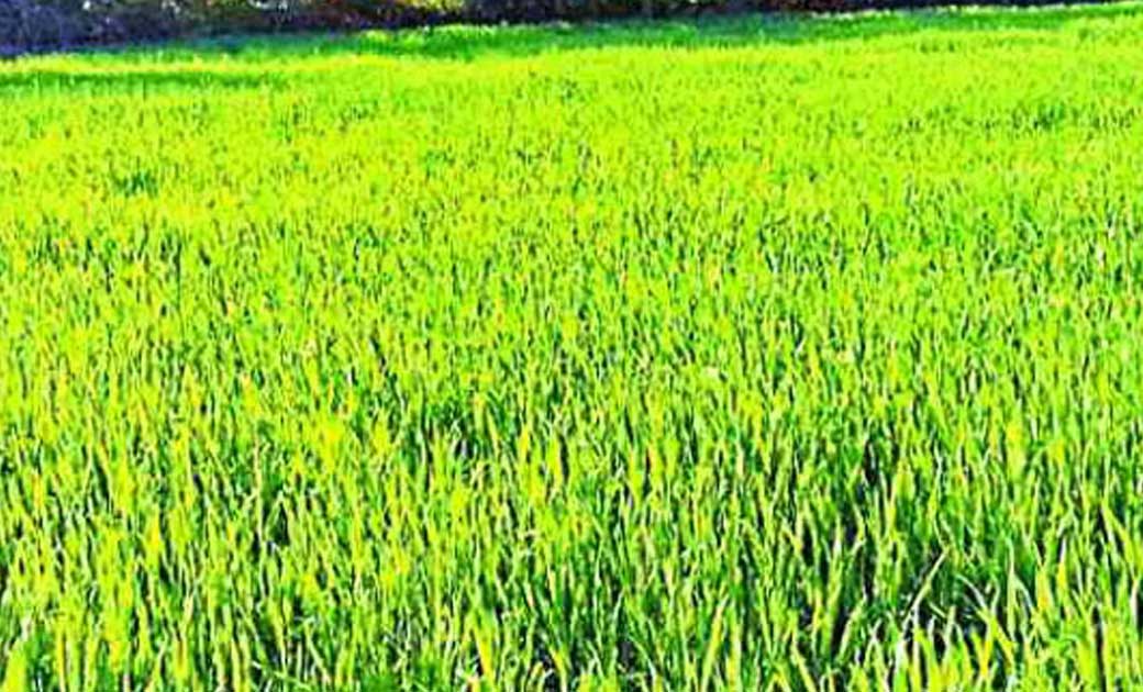 फसल क्षेत्राच्छादन गिरदावरी पर दावा आपत्ति  की अंतिम तारीख़ ... - CG Sandesh
