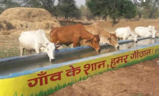 महासमुंद: जिले के सक्रिय एवं स्वावलंबी गौठान में कार्यरत गौठ... - CG Sandesh