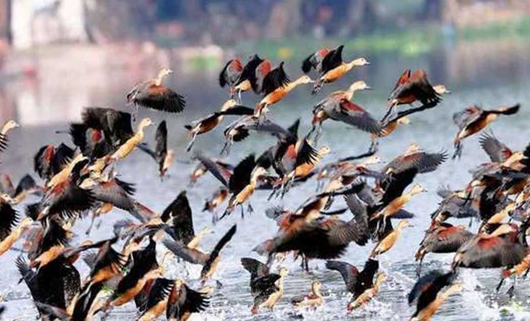 देश में अचानक क्यों मरने लगे पक्षी? चिंतित कर रही हैं अलग-अल... - CG Sandesh