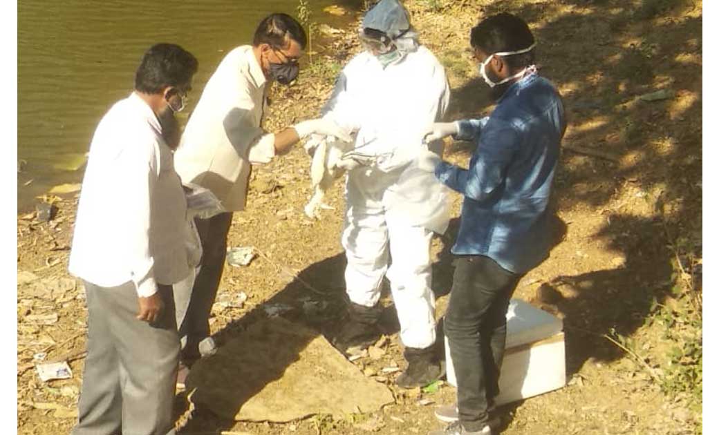 बागबाहरा में मृत मिलें तीन बगुला प्रथम दृष्टा में बर्ड फ्लू ... - CG Sandesh