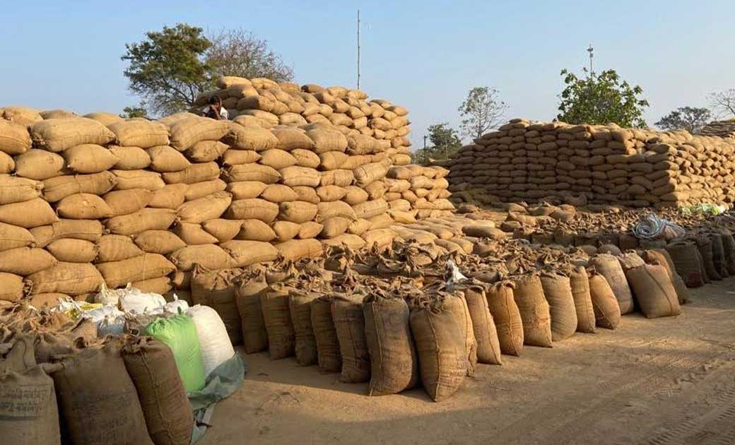 महासमुंद : जिले में धान खरीदी का काम पूरा, 75 लाख 893 क्विंट... - CG Sandesh