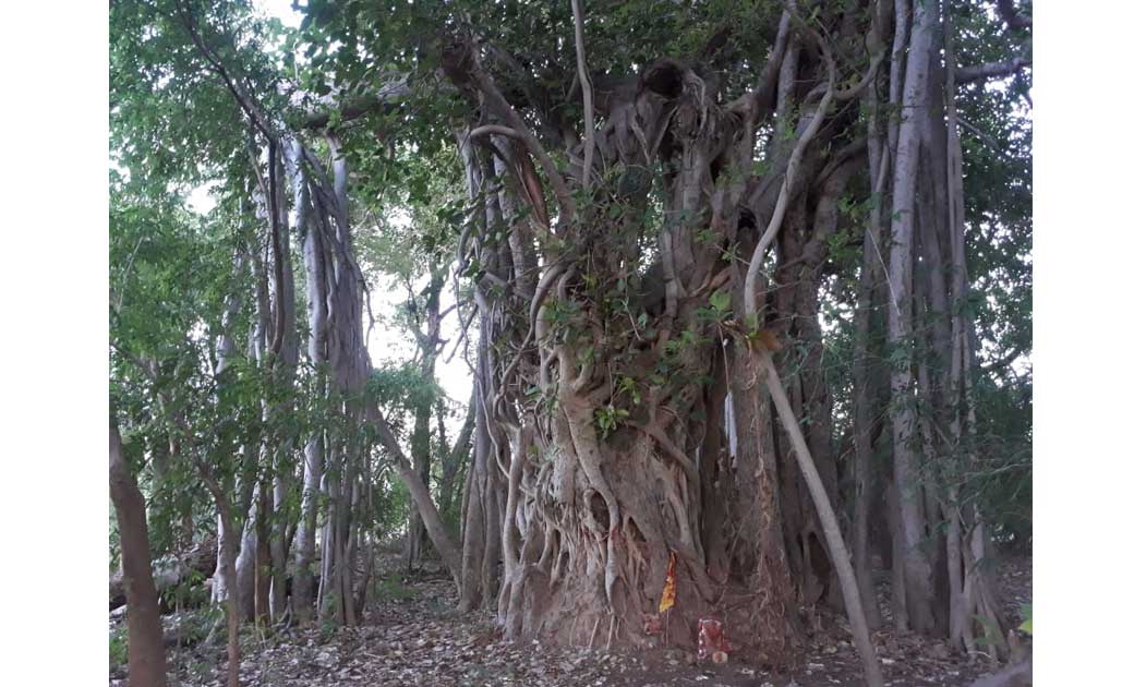 बागबाहरा : 400 वर्ष प्राचीन वट वृक्ष के संरक्षण और  संवर्धन ... - CG Sandesh