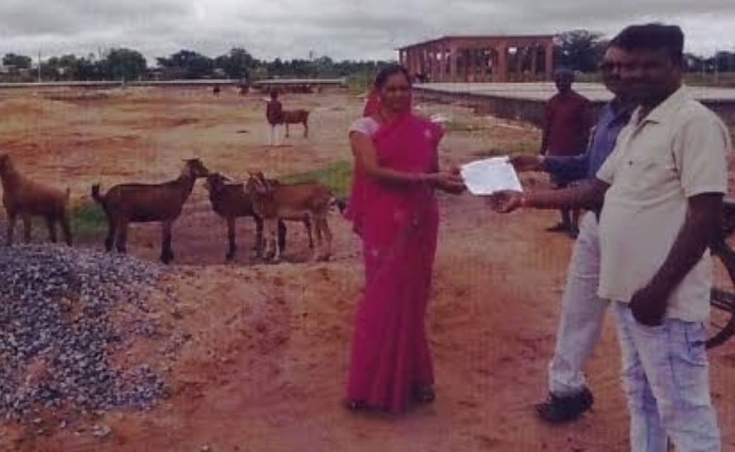 महासमुन्द : नेशनल लाईव स्टाक मिशन अंतर्गत रूरल बैकयार्ड गोट ... - CG Sandesh