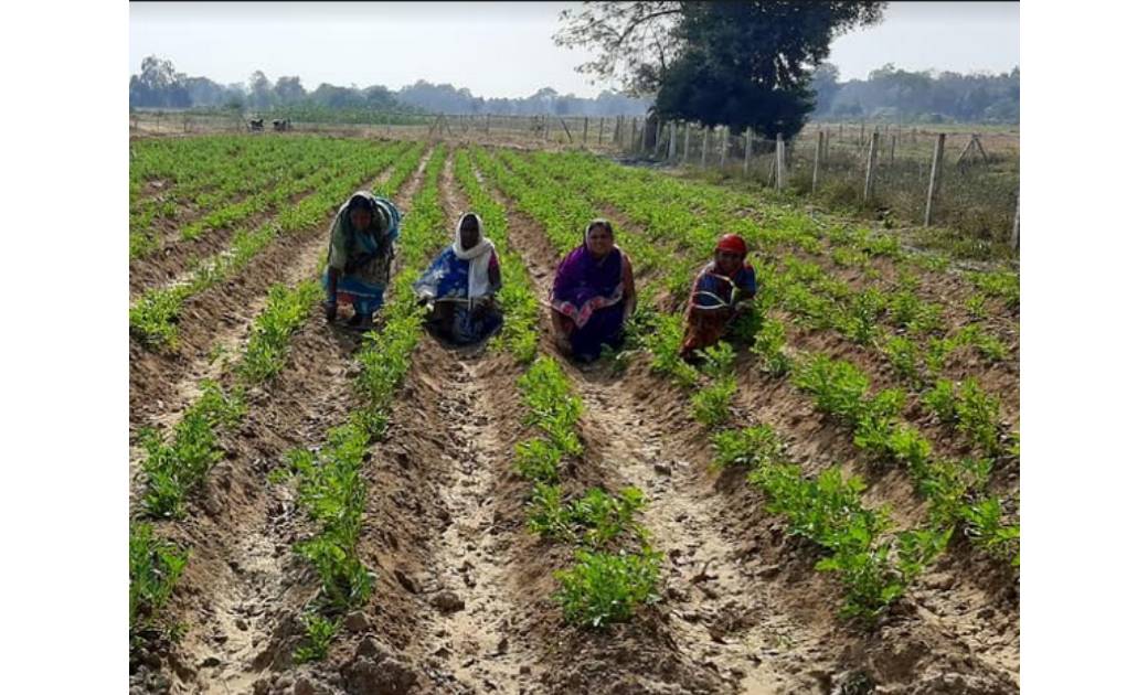 महासमुन्द  : गौठान बनी आय का जरिया  लाॅकडाउन के दौरान गौठान ... - CG Sandesh