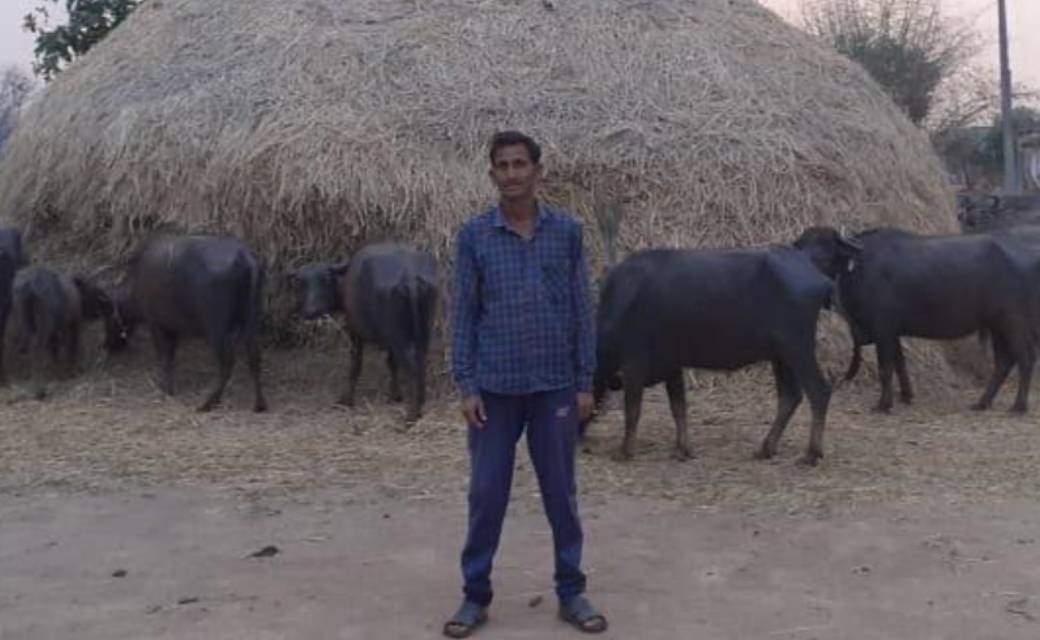 महासमुंद : गोधन न्याय योजना: गोबर विक्रय कर अर्जित  किये 741... - CG Sandesh