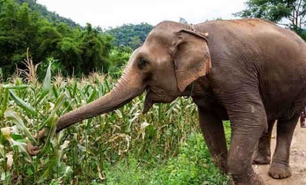 महासमुंद : तुमगांव के पॉलीहाउस में दो घण्टे गुजारे दंतैल,फसल... - CG Sandesh