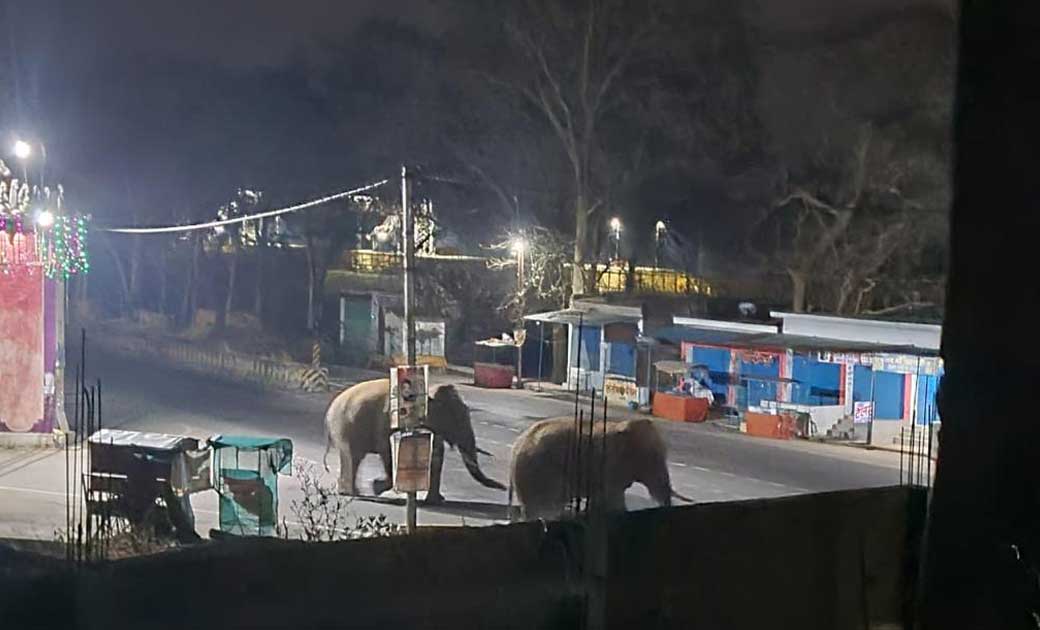 बागबाहरा : क्षेत्र में विचरण कर रहे दंतैल, सावधान रहने की जर... - CG Sandesh