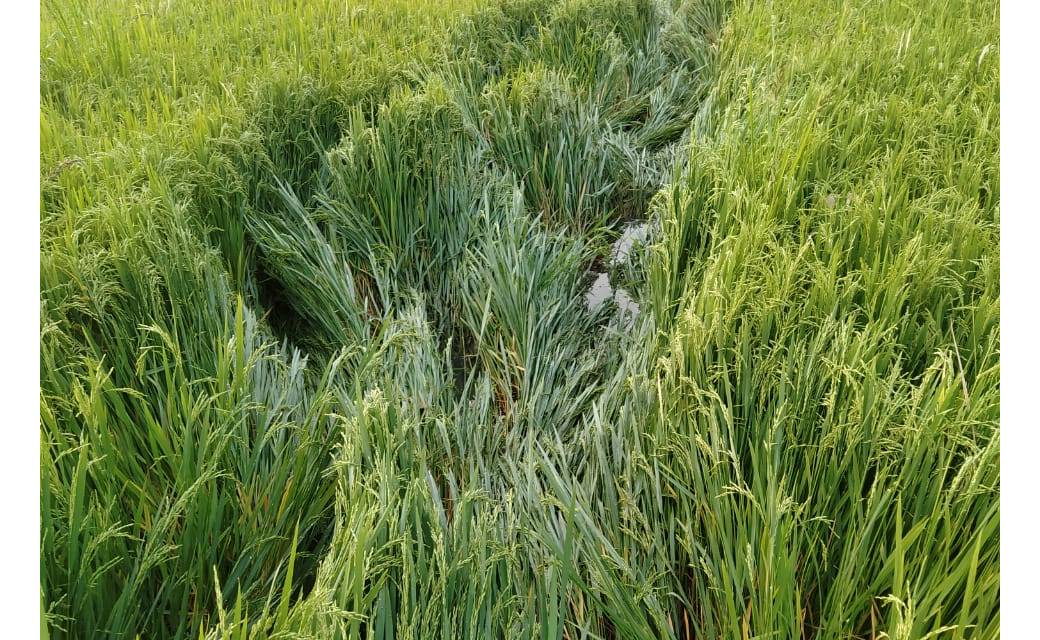 महासमुन्द : सिरपुर ग्राम बंदोरा में हांथीयों ने पहुँचाया फसल को नुकसान