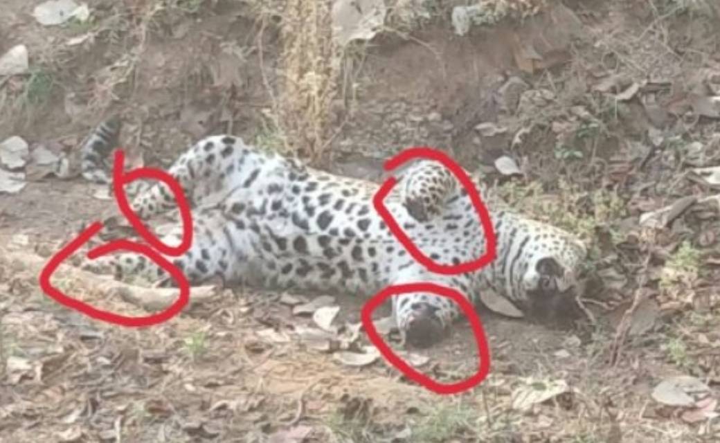 बागबाहरा : वन परिक्षेत्र में जहर खाने से हुई दो तेंदुए की मौत ! जांच में जुटी वन विभाग