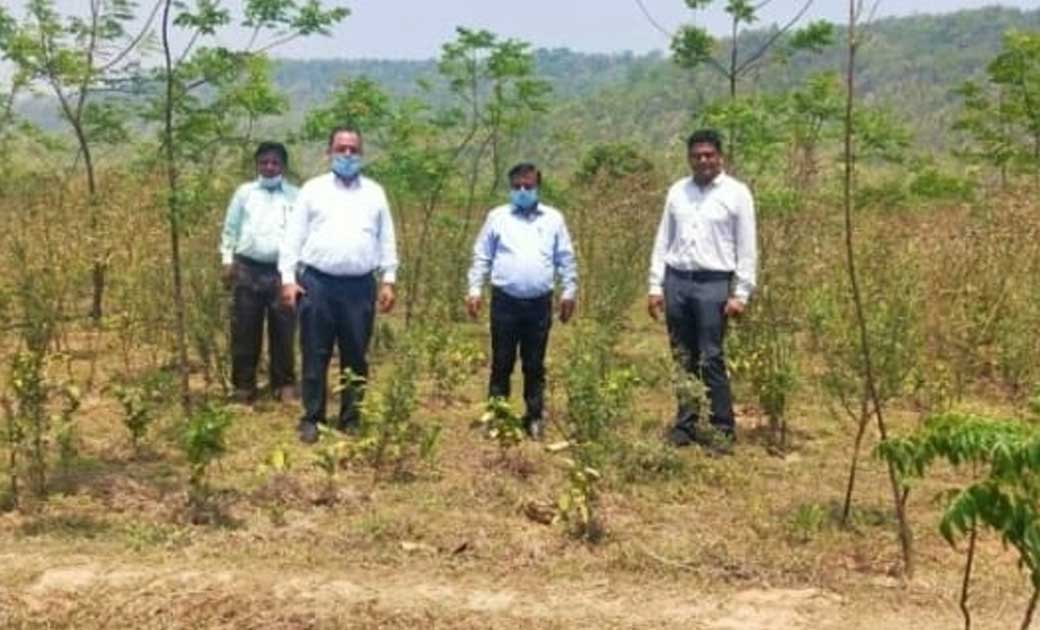 जशपुर : कलेक्टर महादेव कावरे ने चाय बागान का किया आकस्मिक नि... - CG Sandesh
