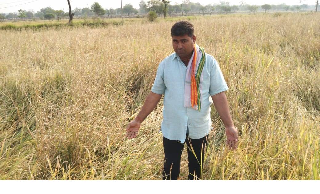 महासमुन्द:किसानों पर मुसीबत का दोहरा मार,व्यापारियों की खुली लूट के साथ बेमौसम बारिश  का कहर झेल रहे किसान