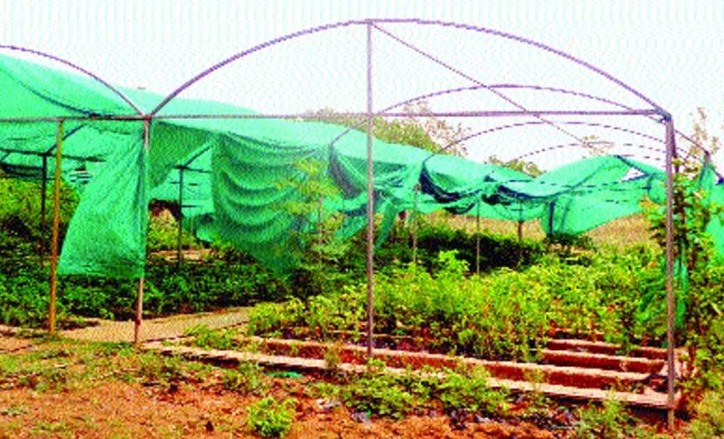 महासमुंद : फेंसिंग योजना का लाभ ले सकते हैं उद्यानिकी कृषक  - CG Sandesh
