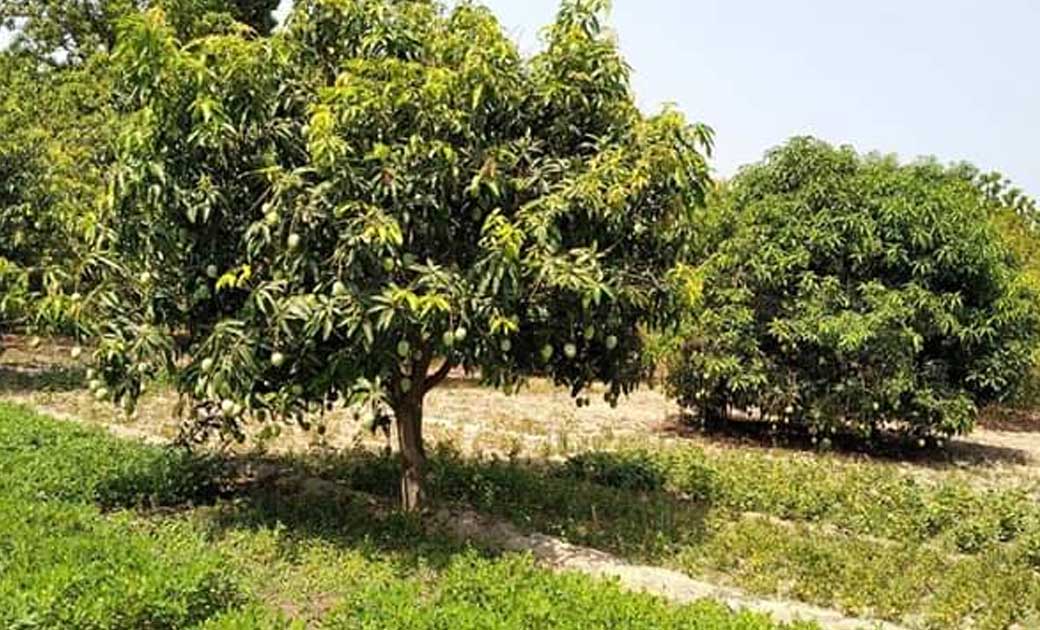 महासमुंद : आम फलोद्यान योजना का लाभ लेने हेतु इच्छुक कृशक कर... - CG Sandesh