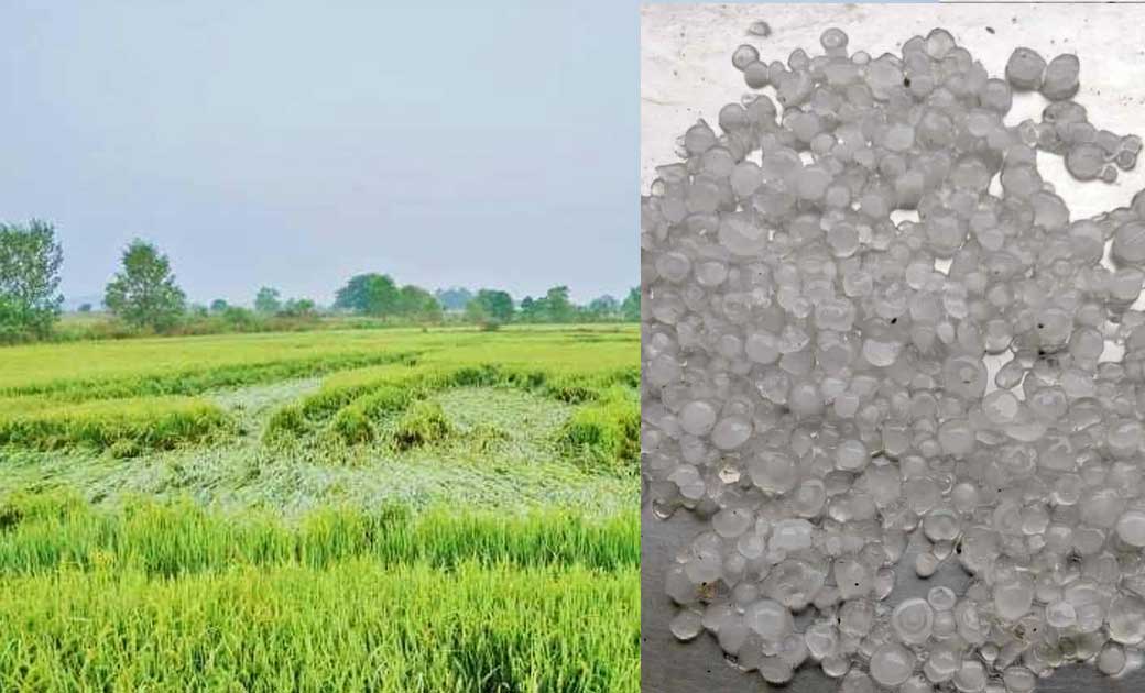 जशपुर : ओलावृष्टि से भारी मात्रा में  फसल के नुकसान होने   क... - CG Sandesh