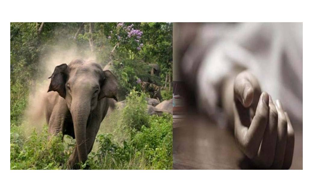  हाथी के हमले से 2 लोगों की मौत..शवों के पास ही डेरा जमाए हु... - CG Sandesh