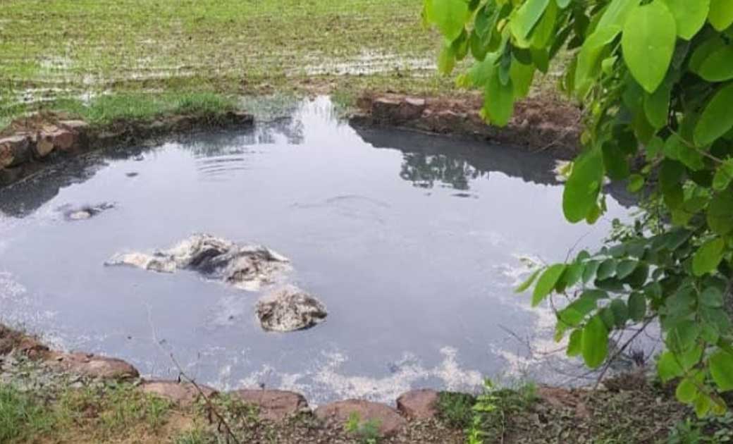 कुंए में गिरने से जंगली भालू की हुई मौत ..गोमर्डा अभ्यारण्य का मामला, पीएम के बाद किया गया अंतिम संस्कार....