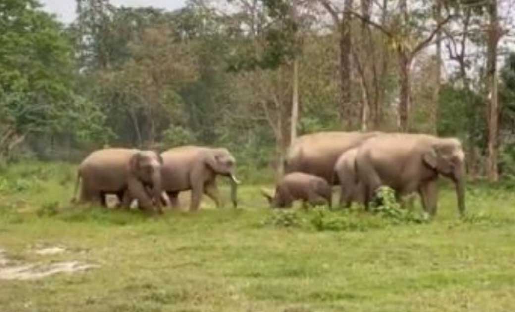 कांकेर में हाथियों का आतंक, घर छोड़कर जेल में रहने को मजबूर हुए ग्रामीण