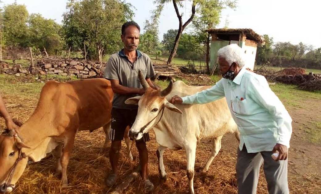 महासमुंद : पशुओं में सघन टीकाकरण कार्यक्रम 30 जून तक चलेगा, ... - CG Sandesh