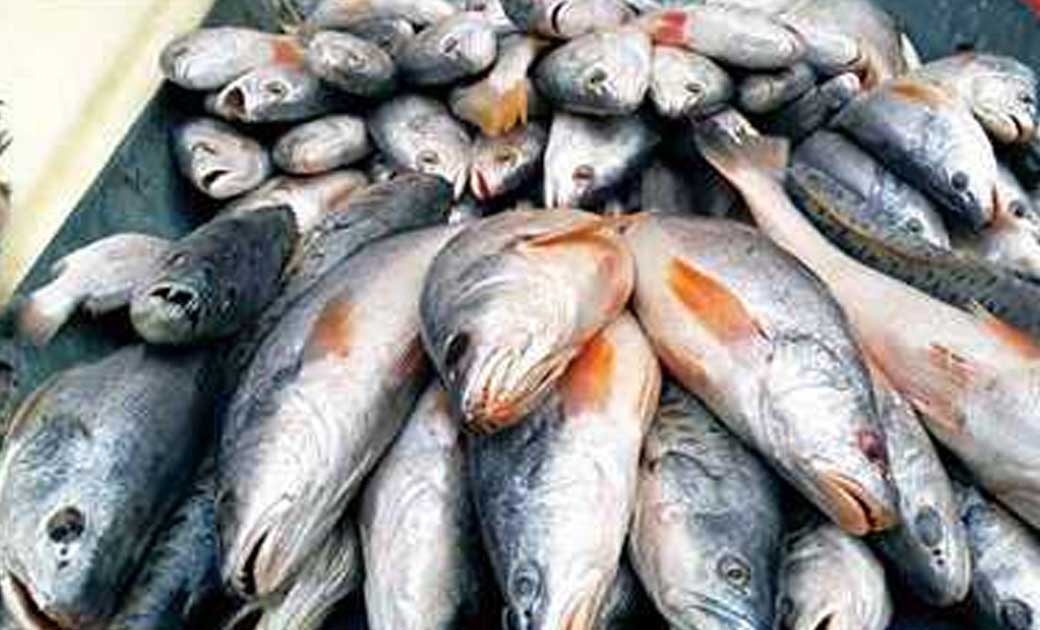 कांकेर : 16 जून से 15 अगस्त तक प्रतिबंधित रहेगा मत्स्याखेट