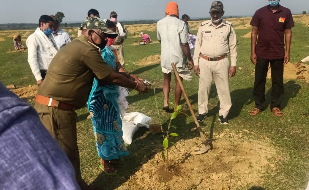 जशपुर : मुख्यमंत्री वृक्षारोपण योजना के तहत लगाये  गये  50 फ... - CG Sandesh