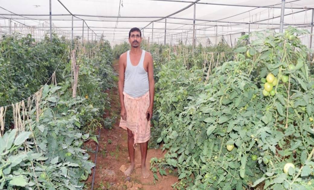 महासमुंद: नेट हाऊस में टमाटर एवं अन्य मौसमी सब्जियाॅ उगाकर क... - CG Sandesh