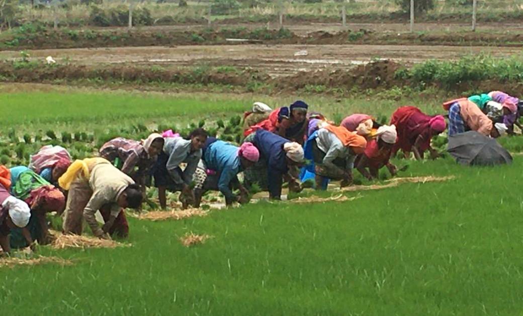 महासमुंद : अच्छी बारिश से किसानों के खिले चेहरे, अब तक 65 फी... - CG Sandesh