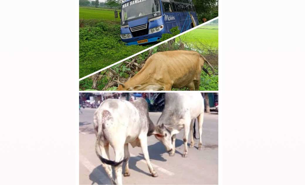 सारंगढ़ में रोका-छेका अभियान पूरी तरह फ्लॉप..? गोठान खाली…सडक पर आवारा मवेशियों का जमावड़ा..!असामाजिक तत्वों का अड्डा बनता गोठान..?