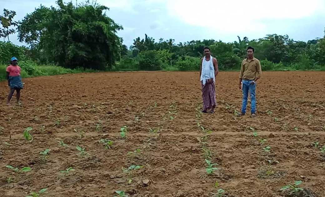 महासमुंद : ज़िले में क़रीबन चार हज़ार पोषण बाड़ियाँ चयनित - CG Sandesh