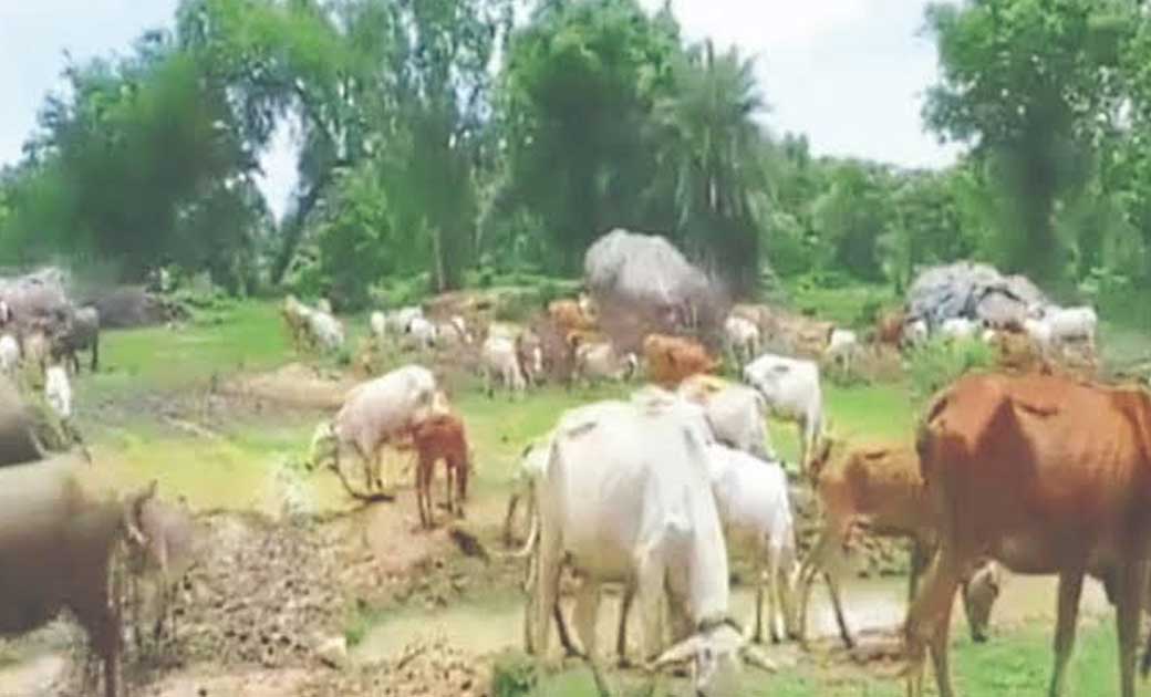 महासमुंद : गौठान की जमीन पर बेजा क़ब्ज़ाधारी एवं वाद-विवाद क... - CG Sandesh