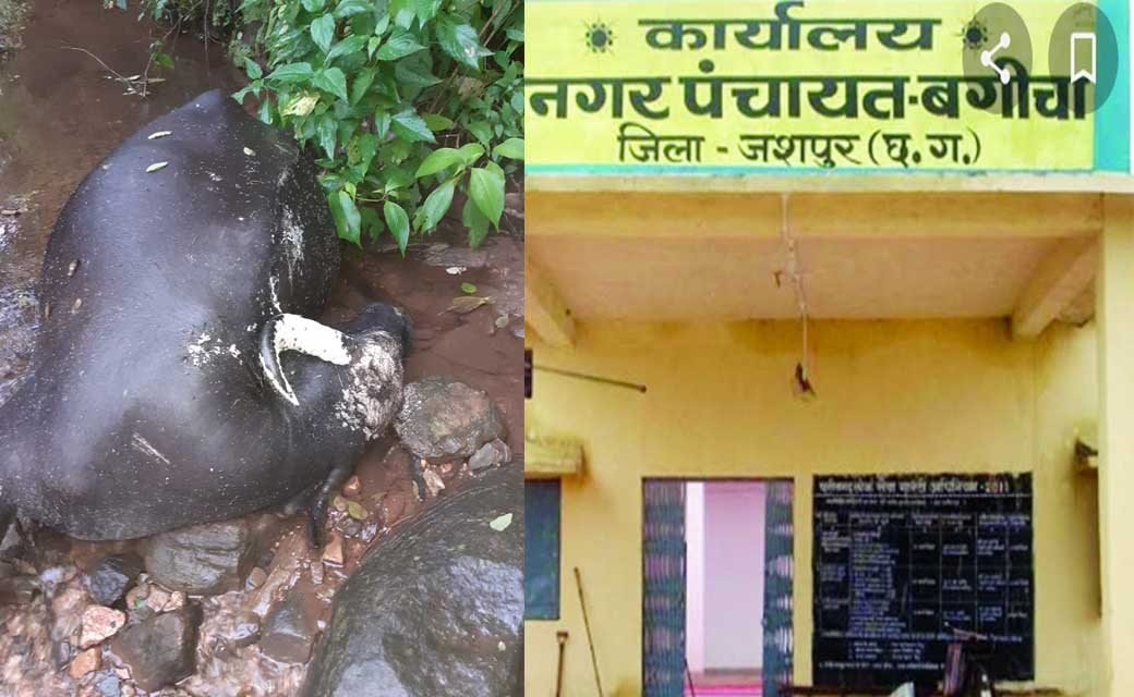 नाला में गिरकर मरा भैंस, बूंद-बूंद पानी पीने के लिए तरस रहे ... - CG Sandesh