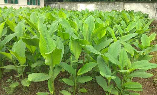 कृषि महाविद्यालय के वैज्ञानिकों ने हल्दी व धनिया की नई प्रजा... - CG Sandesh