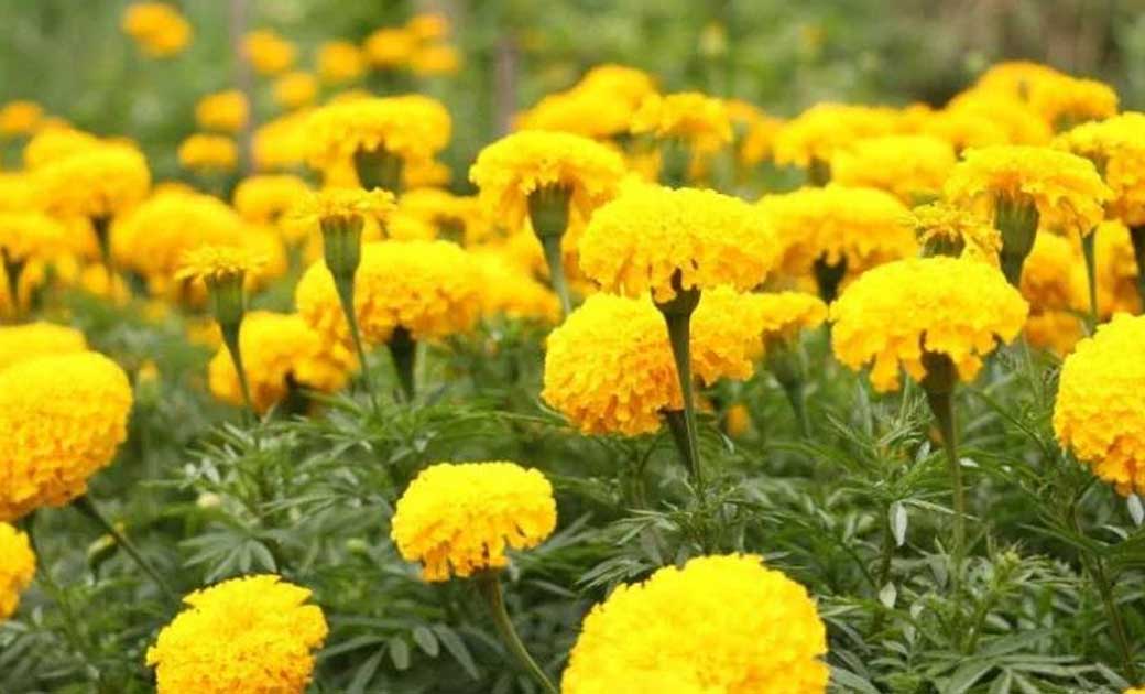महासमुंद : गेंदा फूल की खेती हेतु कृषकों को मिलेगा अनुदान, प... - CG Sandesh