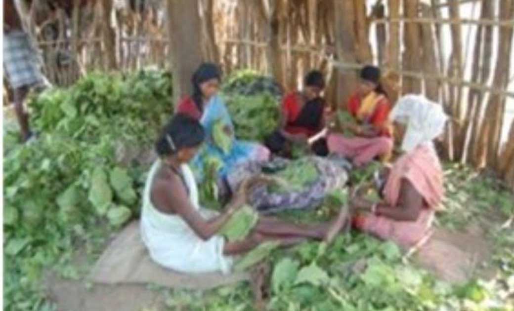 महासमुन्द: जनजतियों का सहारा बना हरा सोना - CG Sandesh