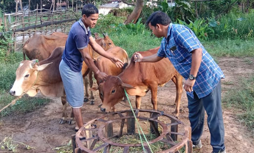 महासमुंद : पशुओं को खुरपका-मुंहपका रोग से बचाने जिले में सघन... - CG Sandesh